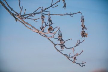 Beauty of winter