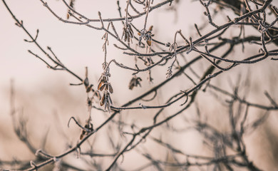 Beauty of winter