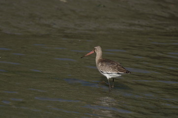 Black-tailed Godwit (Limosa limosa)