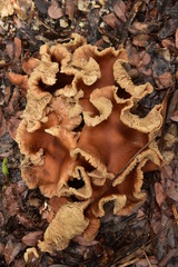 Champignons en forêt tropicale 1672