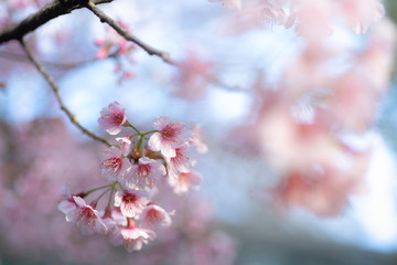 Sunray of pink cherry blossoms or sakura on the tree in winter with blue sky background.