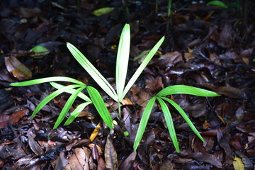 Plante sauvage décorative 1591