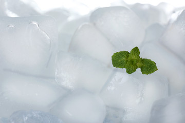 Leaves of mint on ice cubes against white background, closeup