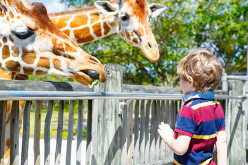 Little kid boy watching and feeding giraffe in zoo. Happy child having fun with animals safari park on warm summer day © Irina Schmidt
