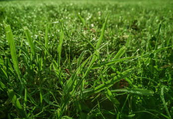 Morning green grass