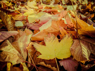 Autumn wounder