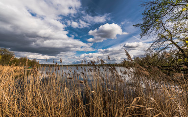 reeds in lake