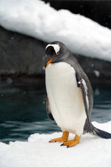 One penguin standing alone on snow 