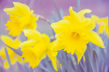 Daffodils heads on blurred violet background.