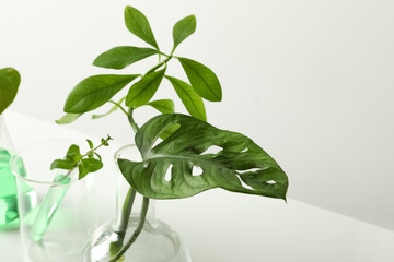 Laboratory glassware with plants on white background. Chemistry concept