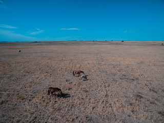 Fototapeta na wymiar Troop of horses, on the plain, in La Pampa, Argentina