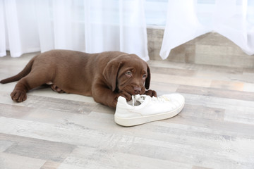 Chocolate Labrador Retriever puppy playing with sneaker on floor indoors