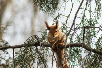 Fototapeta na wymiar red squirrel in the branches of trees with a beautiful bokeh. Beautiful portrait of a rodent on a tree. Wild animals