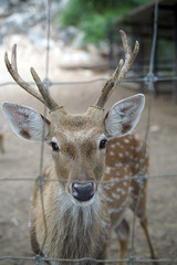 Deer in the cage, Thailand