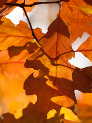 Naklejka na ściany i meble Orange leaves of oak tree with silhouettes. Beautiful sunny day, autumn.