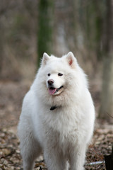 Samoyed dog with beautiful bokeh . Beautiful fluffy white dog. Amazing animal in the park