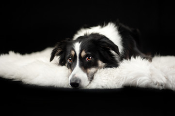 Border Collie auf Schafsfell im Studio