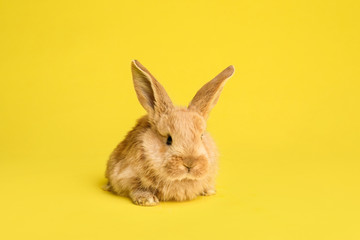 Adorable furry Easter bunny on color background