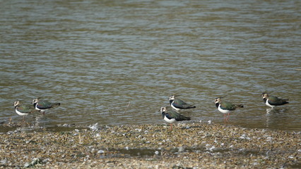 flock of lapwings (Vanellus vanellus) 