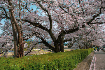 満開に咲いた京都、鴨川の桜