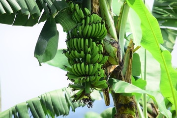 Fresh bananas on a green tree