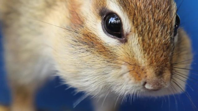 Extreme close up of chipmunk eating out of a bowl