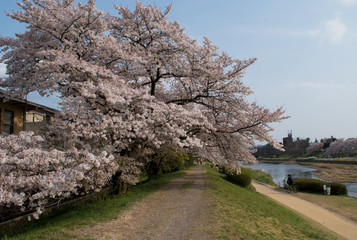 日本にある京都の鴨川に咲いた満開の桜