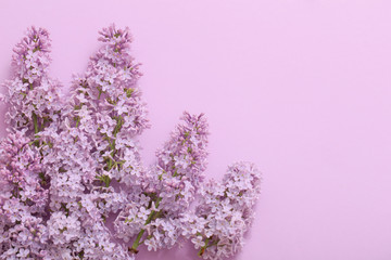 beautiful lilac on paper background