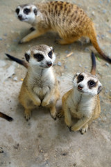 Fototapeta premium Meerkat sitting and waiting food 