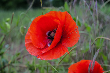 red poppy in field