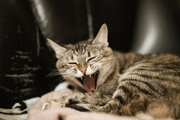 Kitty yawns funny