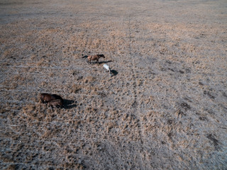 Troop of horses, on the plain, in La Pampa, Argentina