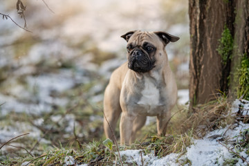 Kleiner Hund mit natürlichem Hintergrund