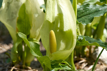 Arum italicum ground flower