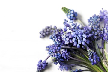 Fototapeta premium spring flowers Muscari background. copy space. Blue muscari flowers (Grape hyacinth)