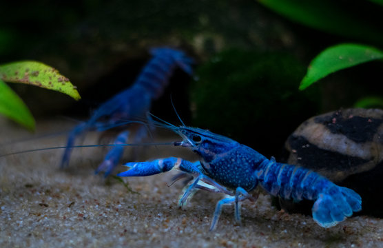 Blue crayfish Procambarus alleni in the Aquarium