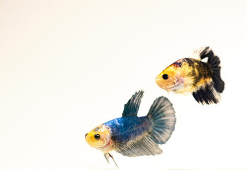 Pair of Female Fancy Koi Siamese Fighting Fish isolated background