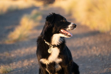 dog on dirt road