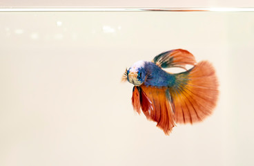 Male Siamese Fighting Fish isolated white background, Orange Halfmoon Betta Splendens