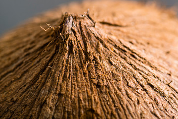 coconut macro