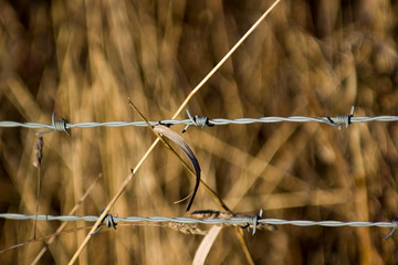 barb wire