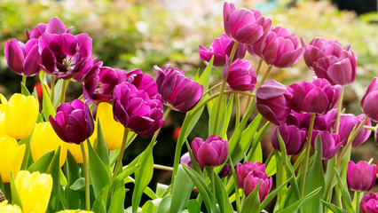Obraz premium Beautiful tulips flower in tulip field at winter or spring day