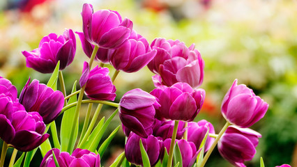 Beautiful tulips flower in tulip field at winter or spring day