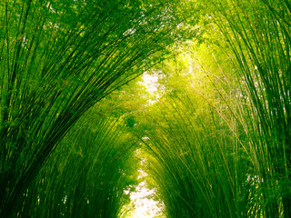Bamboo forest in the morning, picturesque thickets of a bamboo in tropical rainforest, Thailand