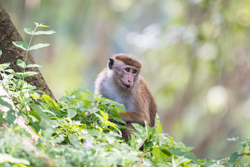 toque macaque with nice bokeh