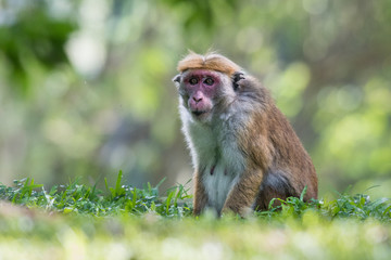 toque macaque sitting on the ground