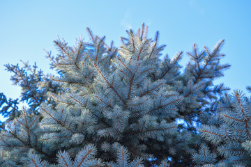 Blue spruce