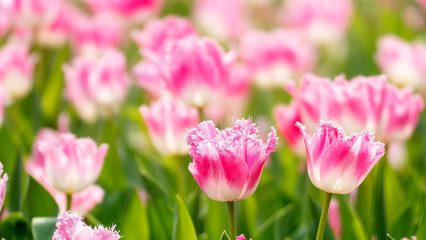 Obraz premium Beautiful tulips flower in tulip field at winter or spring day