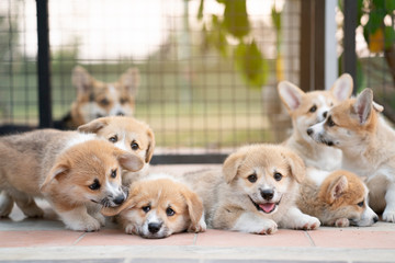 group of corgi puppy dogs lying, relaxing and sleeping in summer sunny day © tatomm