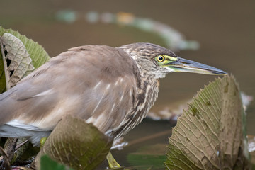indian pond heron on a lily pad